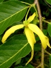 Fleur d'ylang-ylang