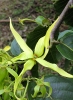 Fleur d'ylang-ylang