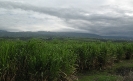 Paysage cannier de la Réunion