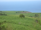Paysage cannier de la Réunion