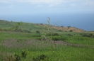 Paysage cannier réunionnais