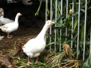 Filière Aviculture