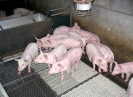 Porcins