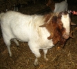 Bouc de race Boër