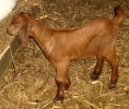 Chevreau
