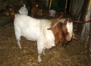 Bouc race Boër