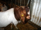 Bouc race Boër
