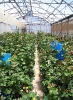 Culture de roses sous serre