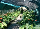 Culture d'anthurium