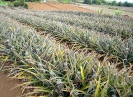 Champ d'ananas Victoria
