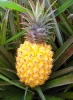 Ananas Victoria