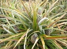 Culture d'ananas 