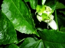 Jeune fleur de fruit de la passion en train d'éclore