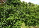 Plantation de caféiers