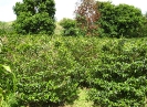 Plantation de caféiers