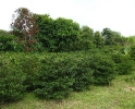 Plantation de caféiers Bourbon pointu