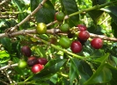 Cerises de caféier à différents stades de maturation