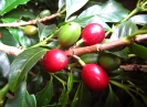 Cerises de caféier Bourbon pointu