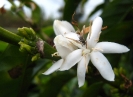 Fleur de caféier