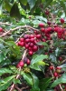 Les fruits du caféier sont appelés des cerises et renferment les fèves de café