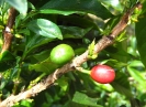 Cerises de caféier à différents stade de maturation