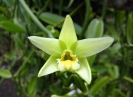 Fleur de Vanillier