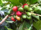 Café Bourbon pointu