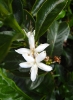 Fleurs de caféier