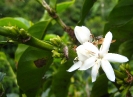 Bourgeons et fleurs de caféier