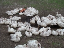 Elevage de canards