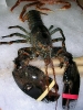 Homard