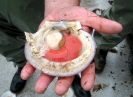 Coquille saint jacques