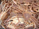  Crabes des neiges