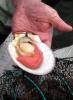 Coquille saint jacques