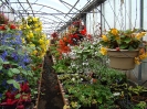 Fleurs ornementales