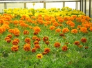 Fleurs ornementales