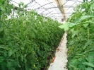 Culture de tomates