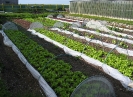 Production de salades