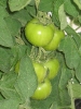 Culture de tomates sous serre