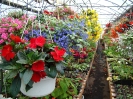 Culture de fleurs ornementales