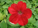 Pétunia rouge