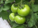 Culture de tomates sous serre