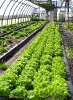 Culture de salades sous serre