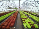 Culture de salades sous serre