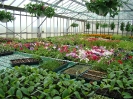Culture de fleurs ornementales