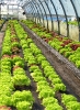 Culture de salades sous serre