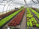 Culture de salades sous serre