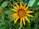 Culture de fleurs ornementales