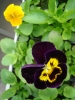 Pensée violette